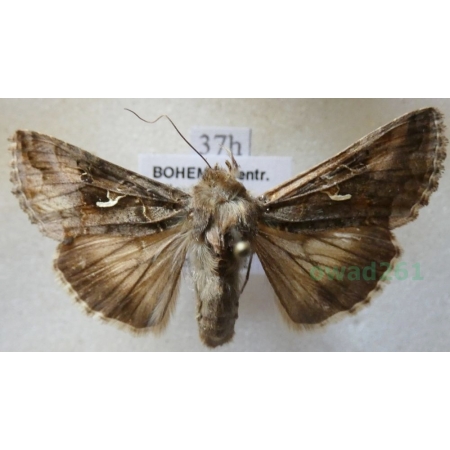 Autographa gamma (Linnaeus, 1758) Błyszczka jarzynówka Czech37h